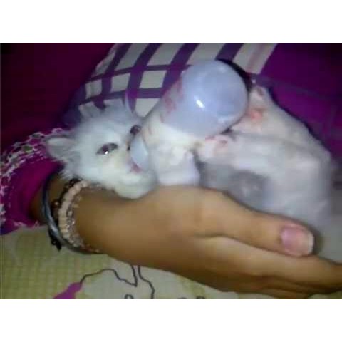 Cf Shopee Co Id File 1e09be36878932cb98ea223788