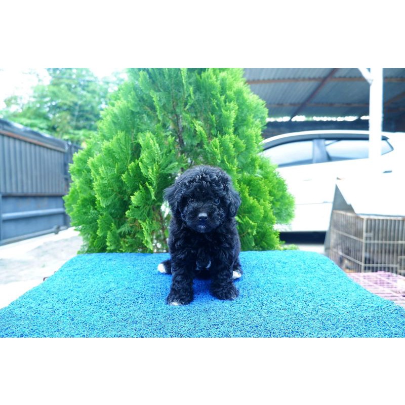 black toy poodle