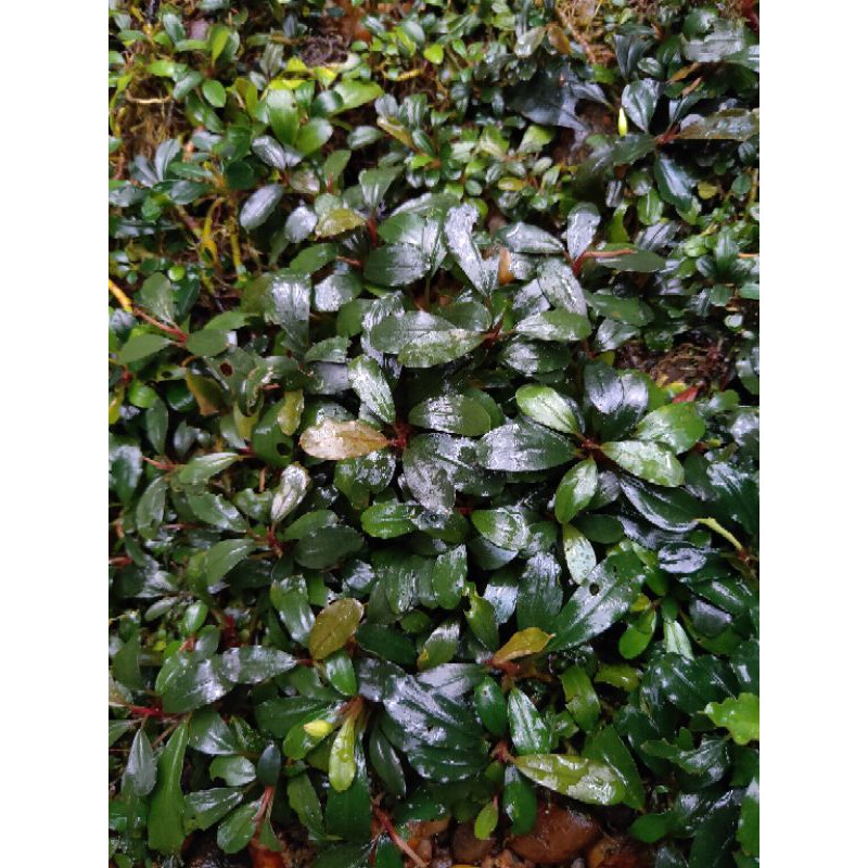 bucephalandra /aquatic plant/buce medium/dijual buce perkilo