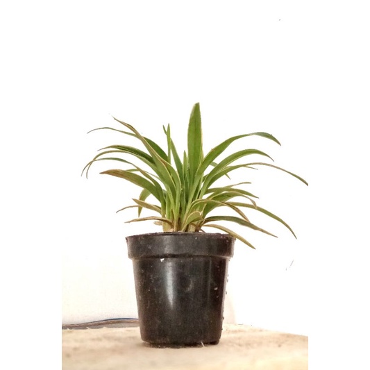 Lili Paris Tanaman Hias Indoor 1 pot kecil