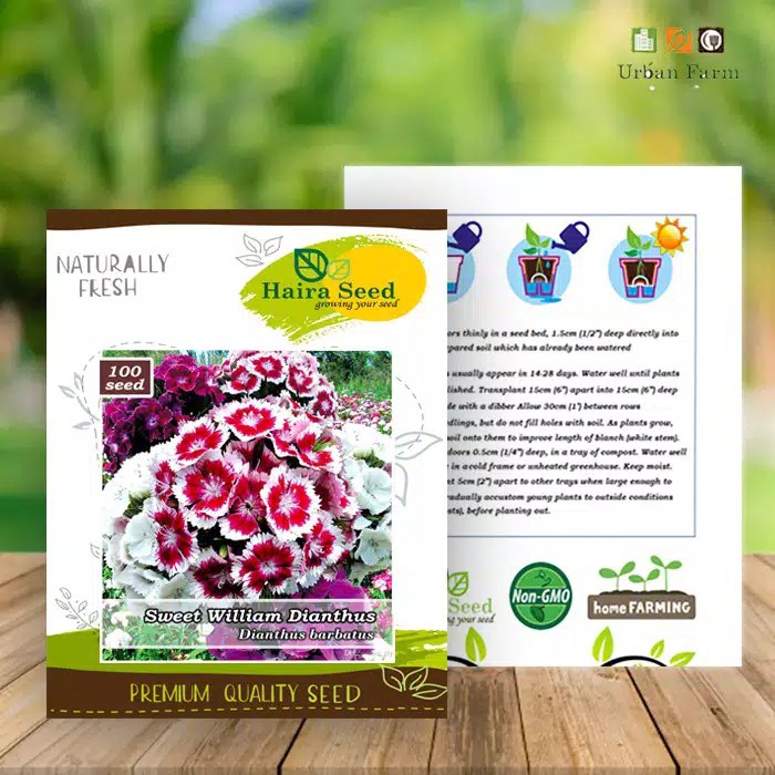 [Best Selling] 20 Seeds - Dianthus Sweet Haira Seed Biji Benih Bibit Bunga - SR0090