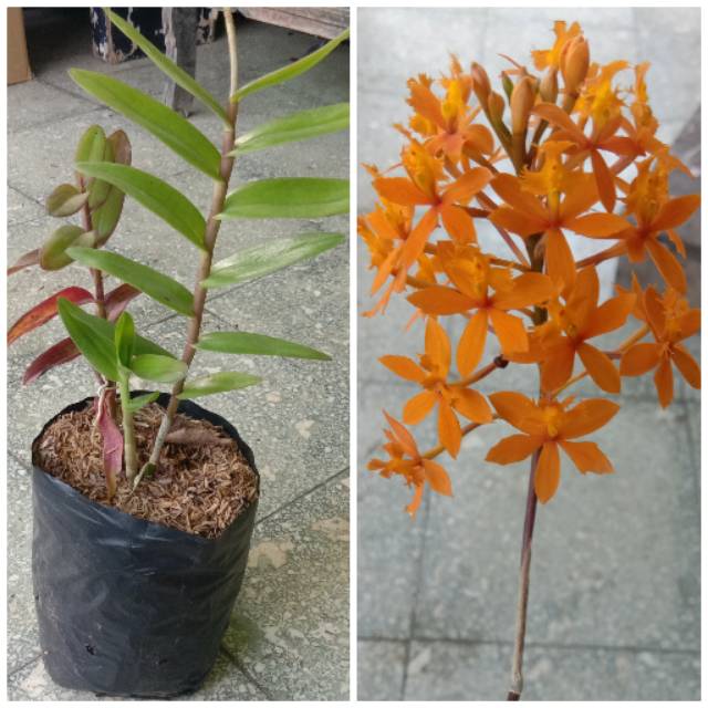 Tanaman hias Epidendrum orange / anggrek tanah epidendrum orange