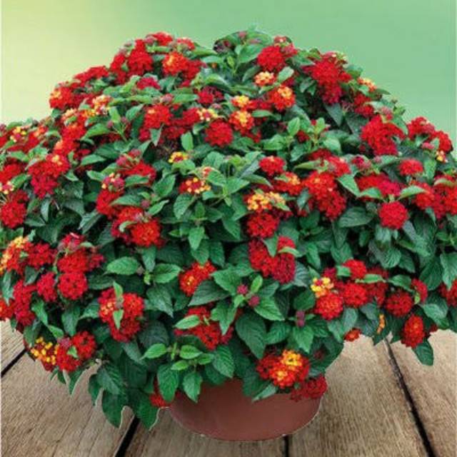 Tanaman hias lantana merah,kuning,putih