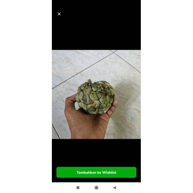 

Buah srikaya besar per 1 pcs