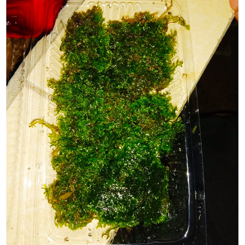 Moss Ricardia Mini Pelia Clump Porsi Mika - Lumut Tanaman Aquascape Riccardia chamedryfolia