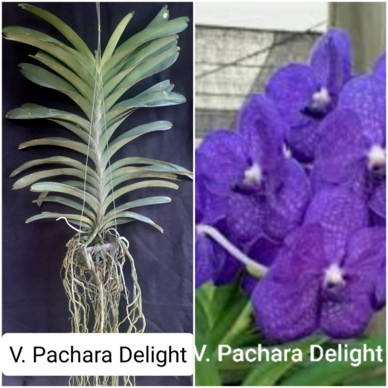 ANGGREK VANDA DEWASA SPIKE-KNOP-MEKAR