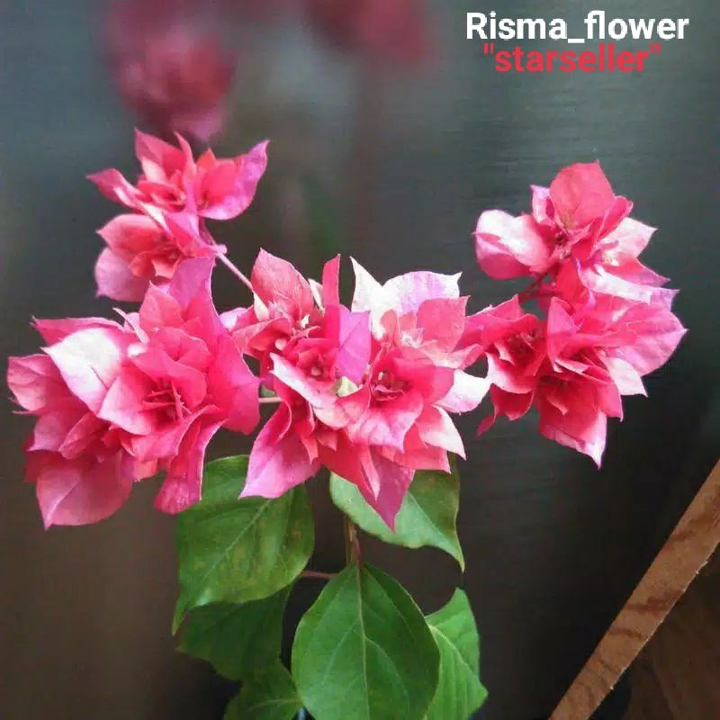 POHON BOUGENVILLE HAWAI BUNGA MERAH/TANAMAN HIAS BOUGENVILLE