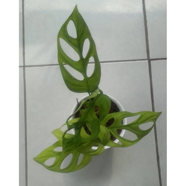 JANDA BOLONG 1 WARNA