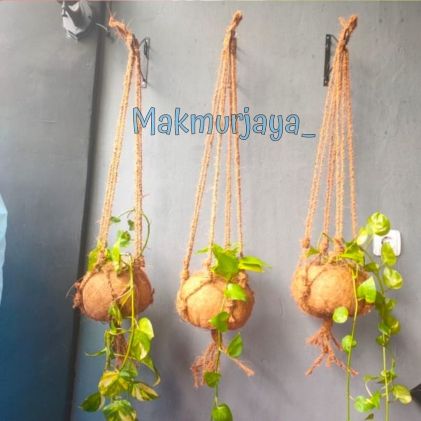 Pot gantung kokedama kecil sabut kelapa pot model bulat cantik pot hiasan taman
