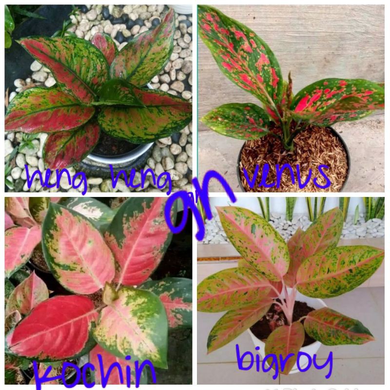 PROMO paket 4 jenis aglonema anakan