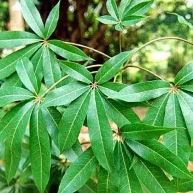 

Daun randu daun kapuk segar 500gram