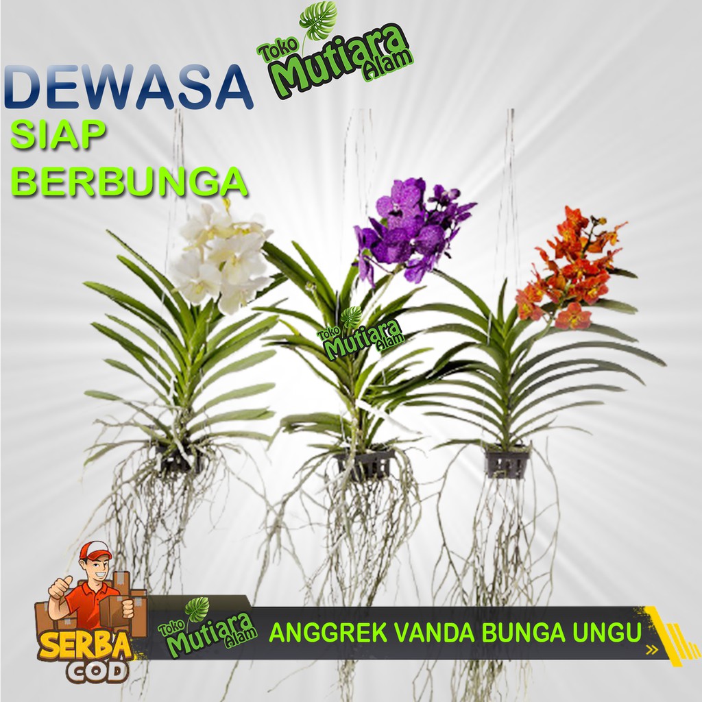 ANGGREK VANDA SIAP BERBUNGA DEWASA MUTIARA ALAM