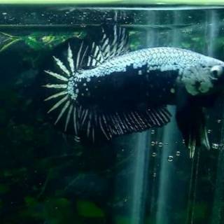 45 Gambar Ikan Cupang Black Samurai Gratis Terbaik