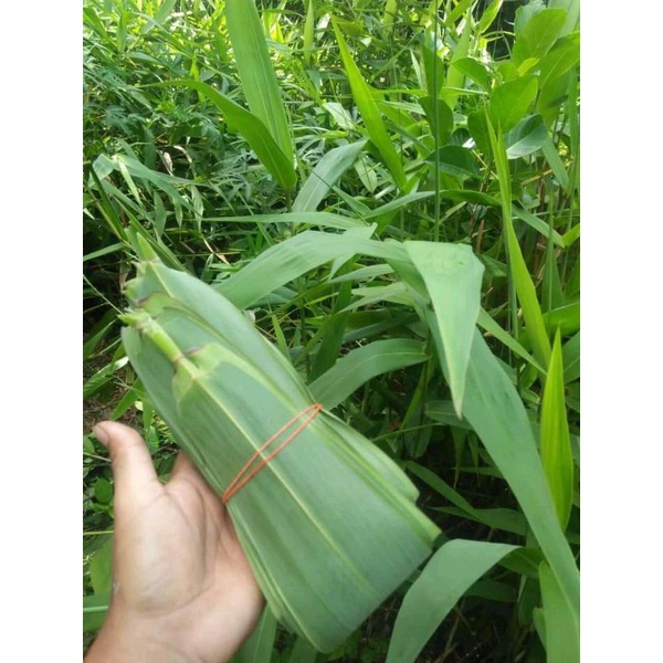 

DAUN BAMBU