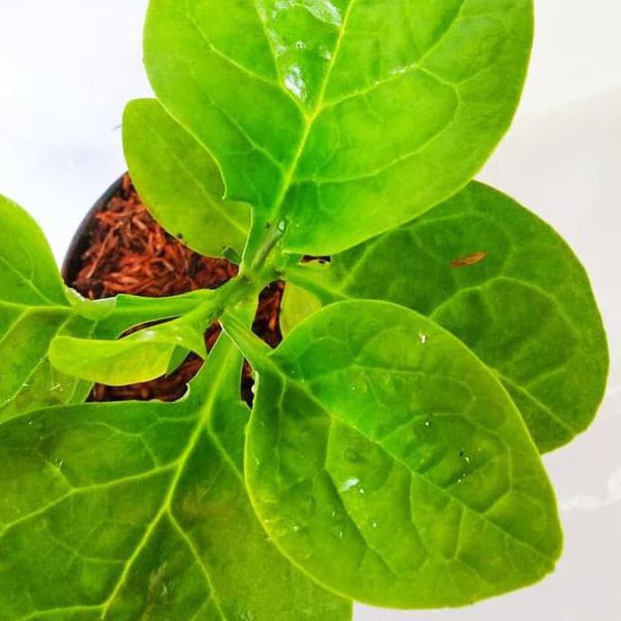 TrM Angkung Tanaman Angkung Bibit Angkung Daun Angkung Obat Stroke