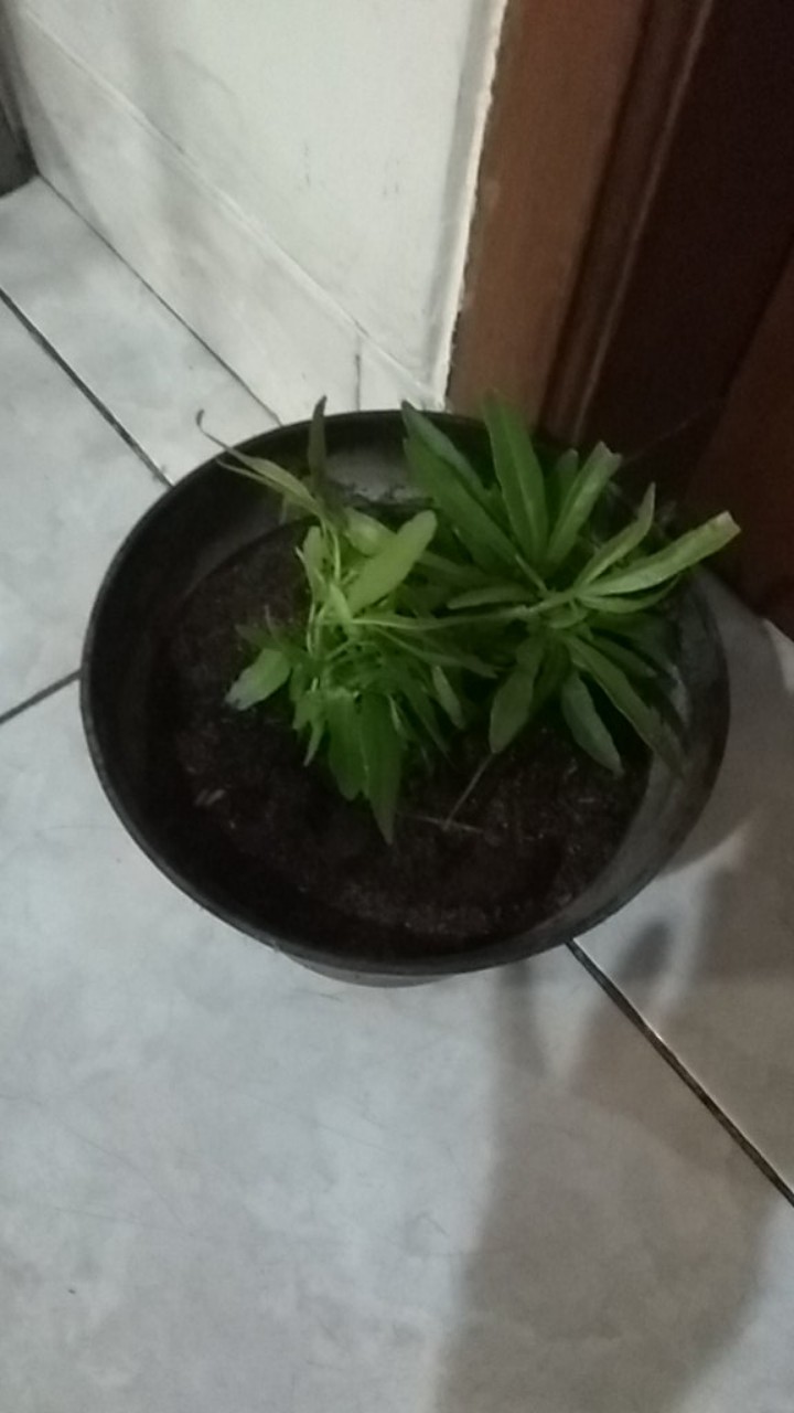 Tanaman Hias Zodia - Tanaman Anti Nyamuk