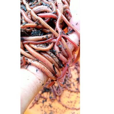 Grosir ✱ cacing naga laut merah super amis khas aroma laut+