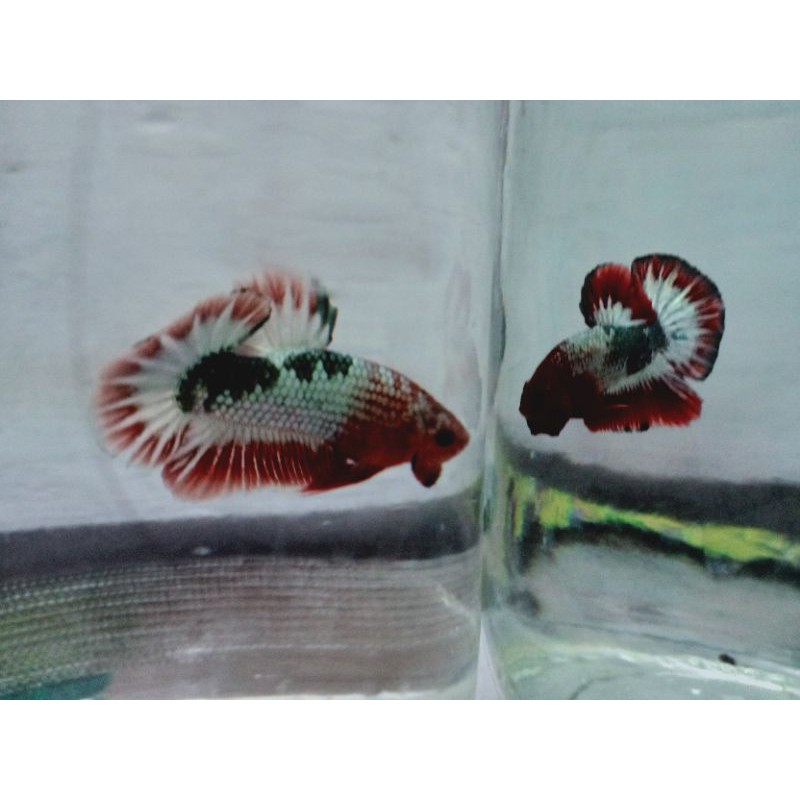 Anakan Ikan cupang FCCP top grade