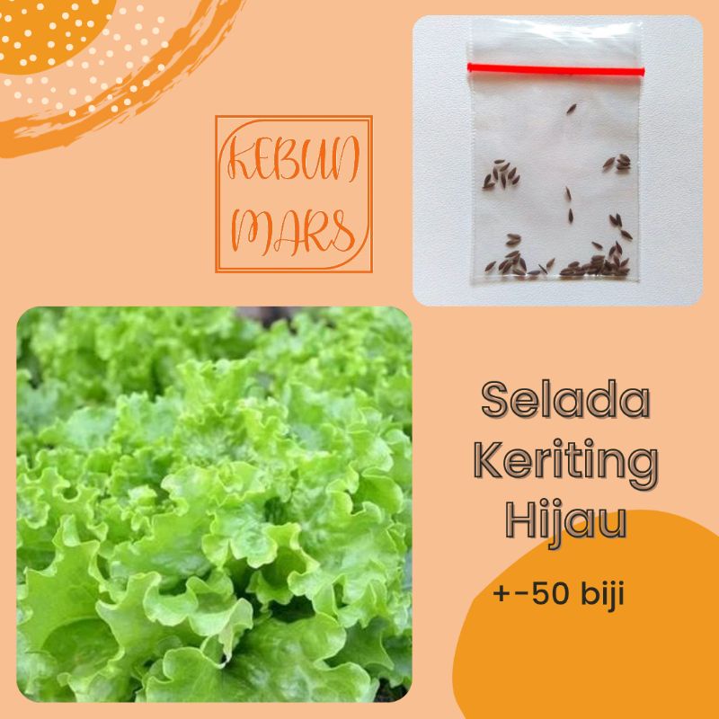 Benih Selada Keriting Hijau