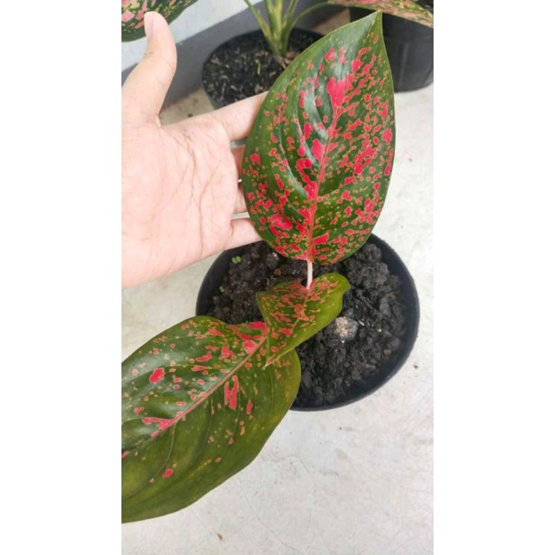 Tanaman Hias Aglonema Venus//Aglonema Venus