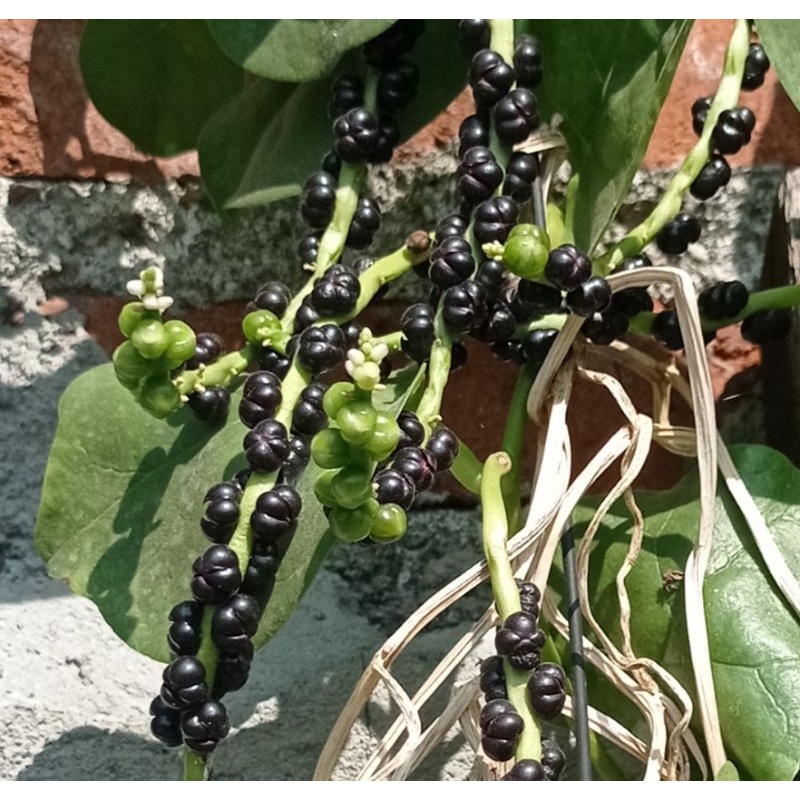 

Buah Angkung Segar isi 150