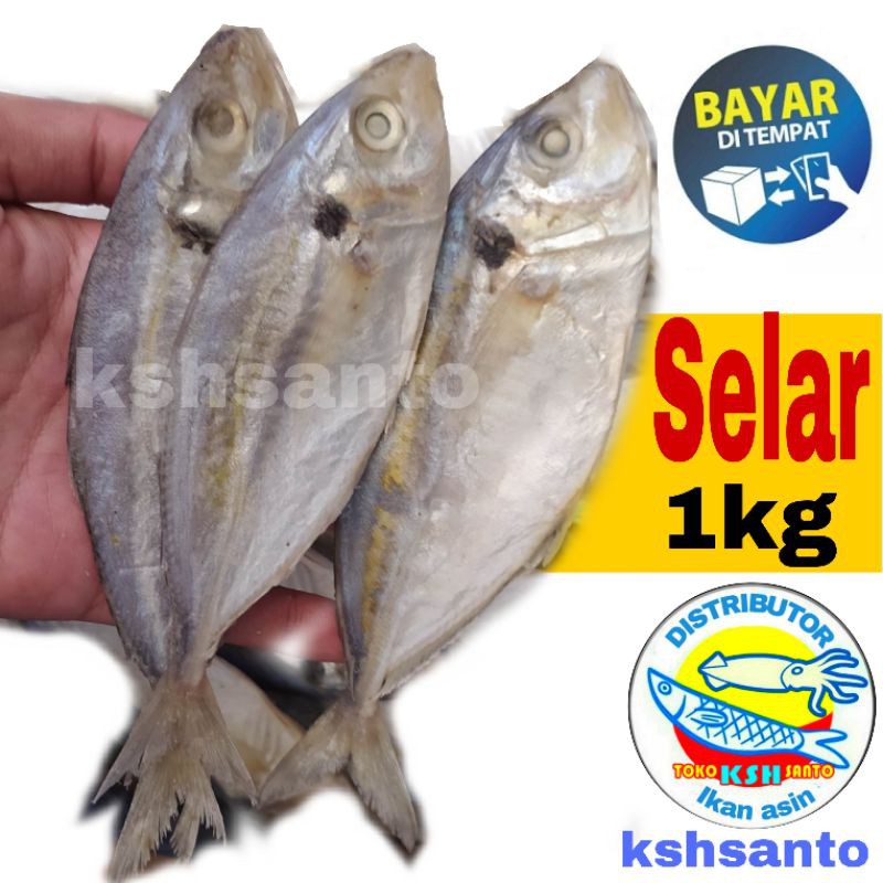 

Ikan asin selar jumbo-1kg