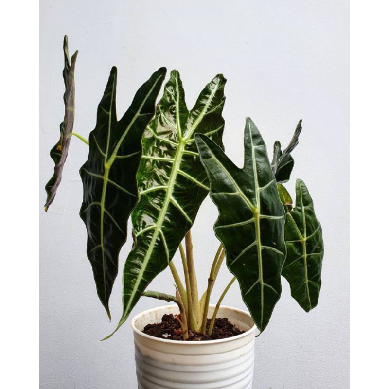 Alocasia Amazon - Keladi tengkorak - caladium amazon