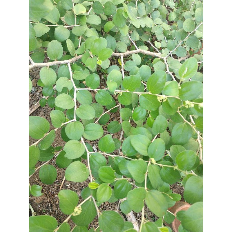 

Daun Bidara Segar 20 lembar