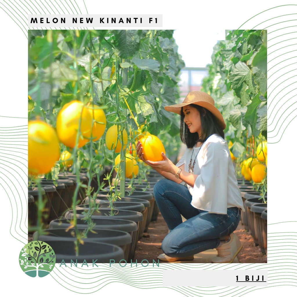 Benih Bibit Biji - Melon New Kinanti F1 Hibrida Seeds - Tahan Virus Gemini - Panen Dalam 65 HST