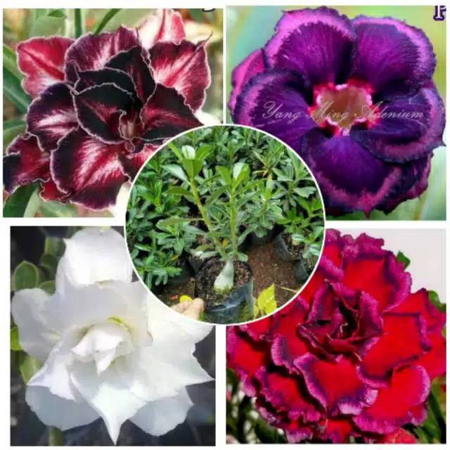 

Paket 4 Bibit Adenium Bunga Tumpuk/Kamboja Jepang