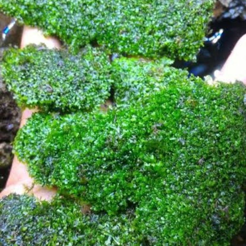 Moss Weeping mini Clumb Aquascape full daun air /Mika 16cm*10cm