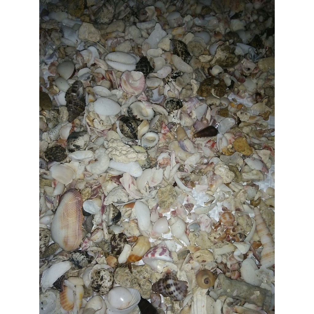 pasir kerang pasir kasar cangkang kerang laut 1Kg