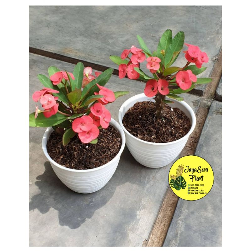 TANAMAN HIAS BUNGA EUFORBIA + POT PUTIH