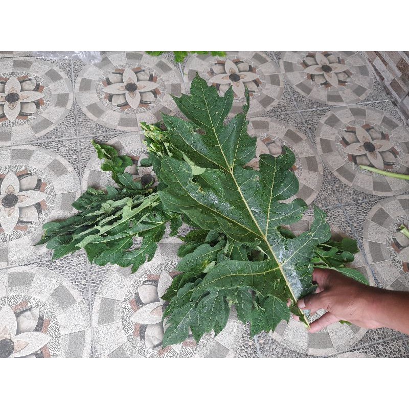 

Daun pepaya segar | daun pepaya muda fresh