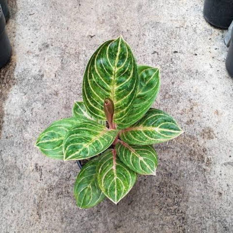 anakan Aglonema Rinjani