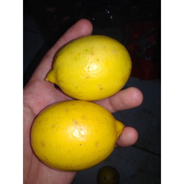 

Lemon Lokal - 1kg
