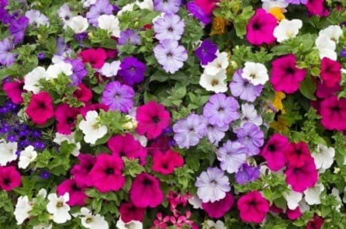 Haira Seed Bibit-Biji Bunga Petunia Dwarf Mix