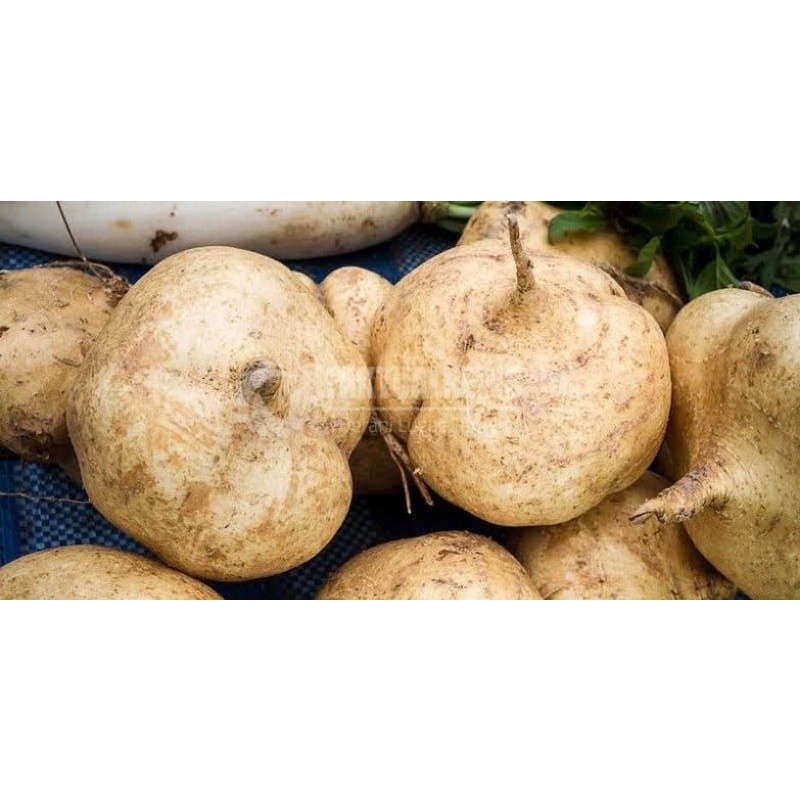 

Buah bengkoang bengkuang