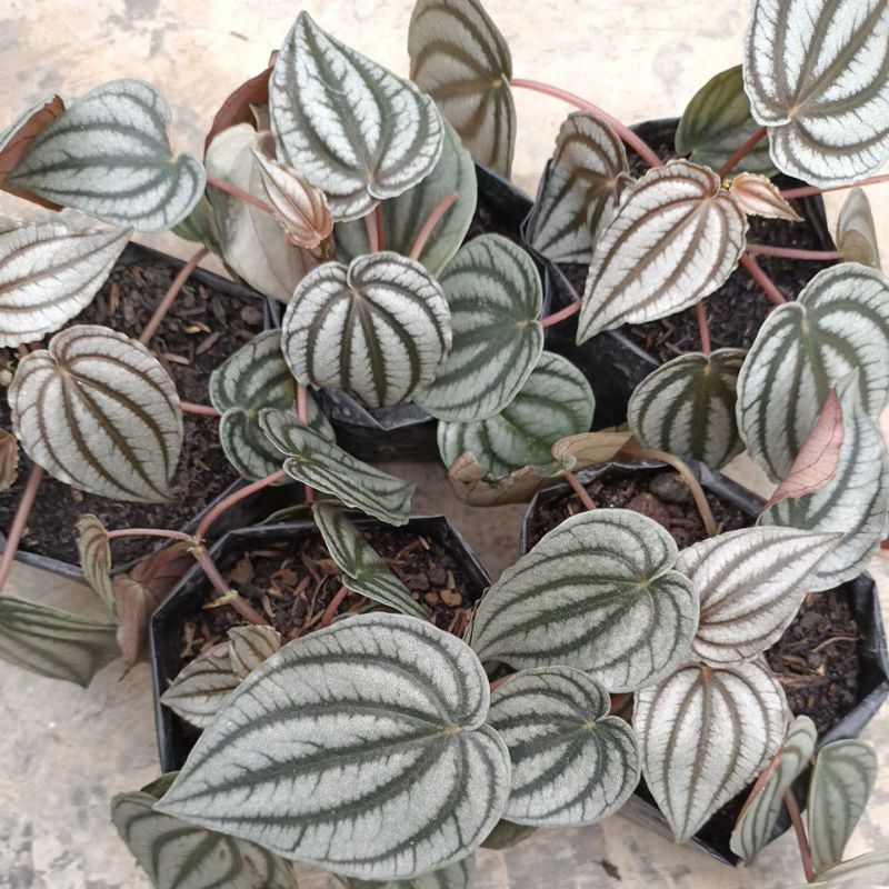 peperomia silver