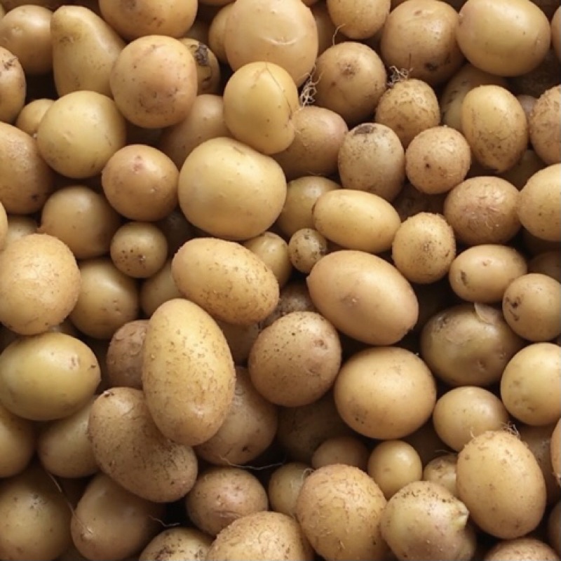 

Baby Potato Dieng(kentang mini) 500g isi 20-30 buah | kualitas Super langsung dari Petani Dieng.