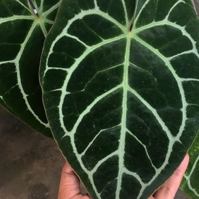 tanaman hias kuping gajah daun besar -anturium gajah -kuping gajah