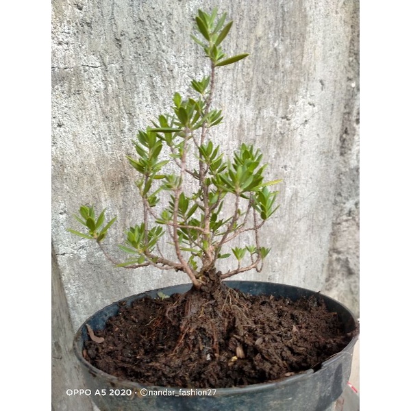 bibit bonsai santigi mawar mickro super daun kecil dan rapat