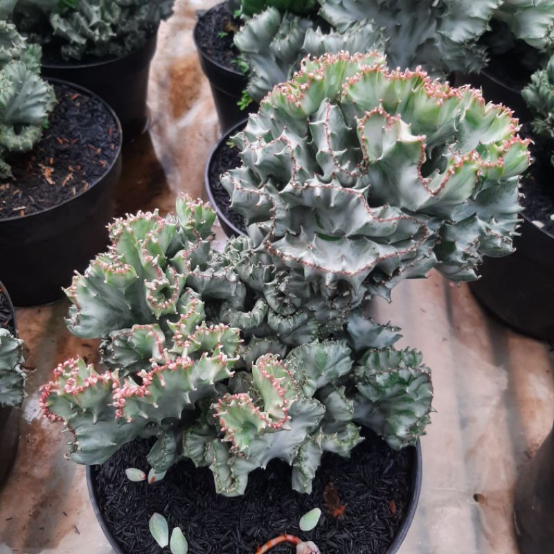 kaktus lacthea pot dm 20 cm silver dan hijau