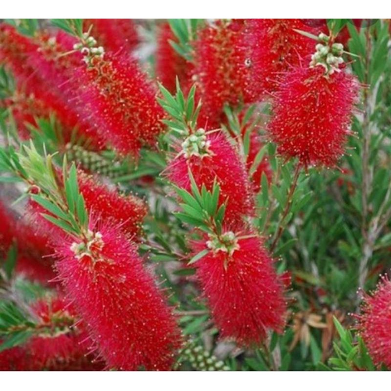 bibit bunga sikat botol