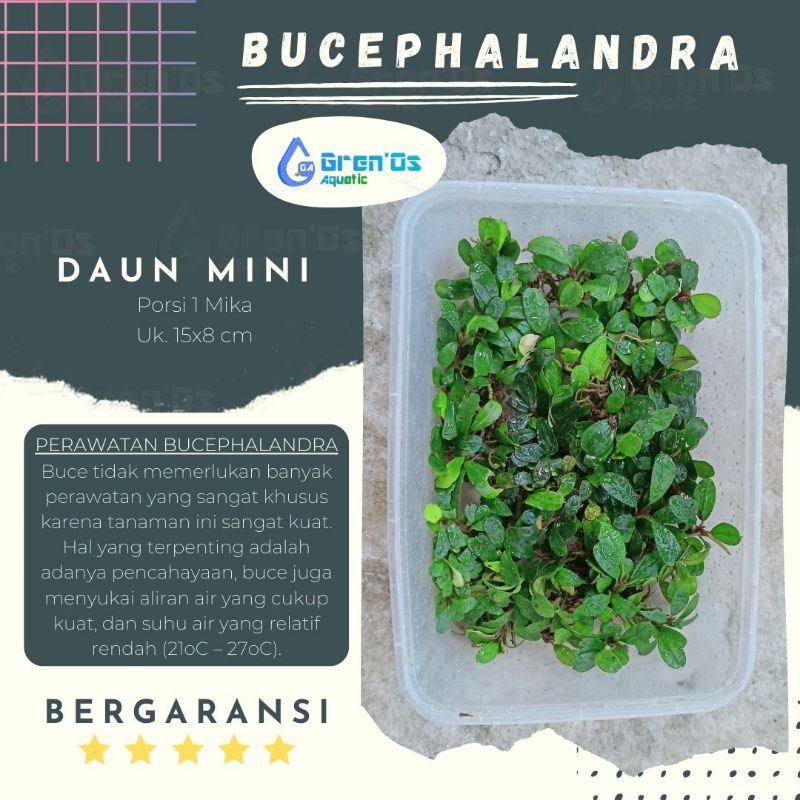 BucePhalandra Buce Phalandra Palandra Mini Clump Clum Tanaman Tumbuhan Bonsai Aquascape Coin Aquariu