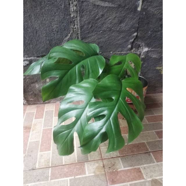 Bonggol monstera rhapidopora tetrasperma (batang/akar).tetrasperma rhapidopora