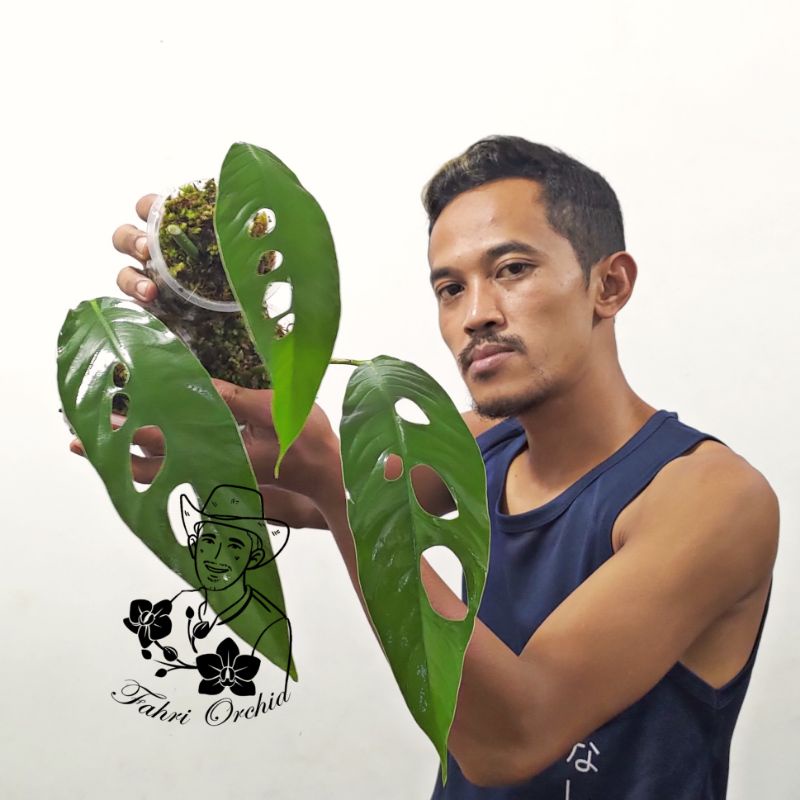 FahriOrchid - Raphidophora megasperma