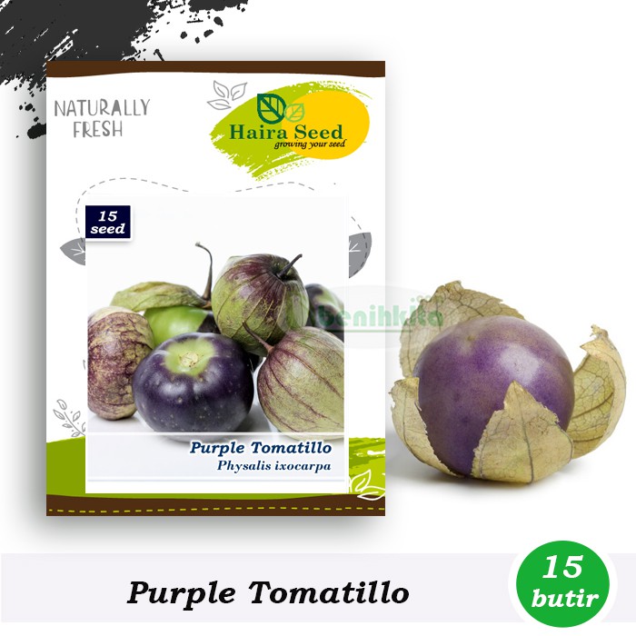 Benih-Bibit Ciplukan Ungu Jumbo/Purple Tomatillo (Haira Seed)