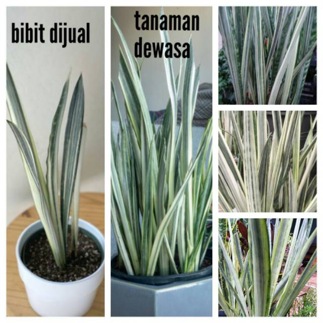Bibit Tanaman Sansevieria Trifasciata Bantels Sensation Bantel Lidah Mertua Snake Plants Sukulen Shopee Indonesia
