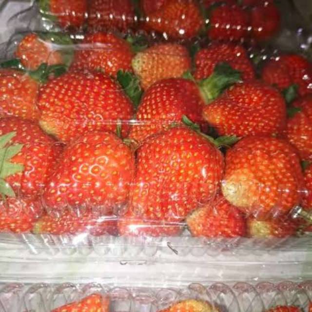 

STRAWBERRY SEGAR